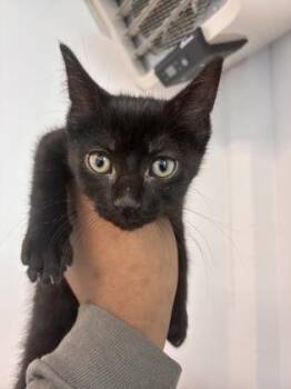 Domestic Short Hair Cats Available for Adoption in West Chester, Pennsylvania - Penelope | PetCurious