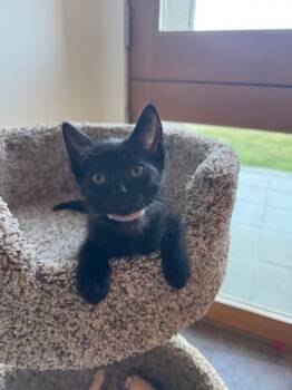 Rescue Domestic Medium Hair and Domestic Short Hair Cats for Adoption in Bellevue, Washington - Billie | PetCurious