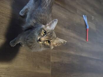 Summer MS -  Domestic Short Hair Cat for Adoption in Schertz, Texas - Summer MS | PetCurious