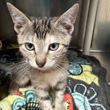 Maria -  Domestic Short Hair Cat for Adoption in Lakeland, Florida - Maria | PetCurious