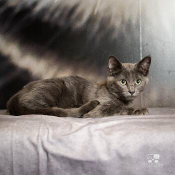 Russian Blue Cats Available for Adoption - Cirrus | PetCurious