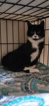 Kiwi -  Domestic Medium Hair Cat for Adoption in Ocala, Florida - Kiwi | PetCurious