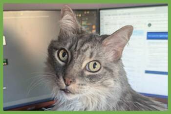 Domestic Long Hair Cats Available for Adoption - Lancelot | PetCurious