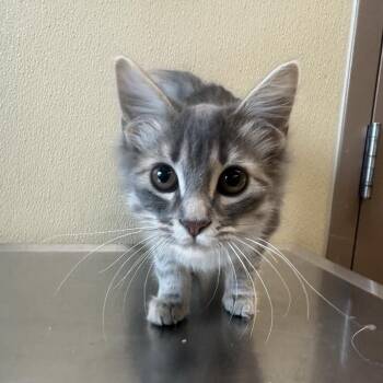 Domestic Long Hair Cats Available for Adoption - Raven | PetCurious