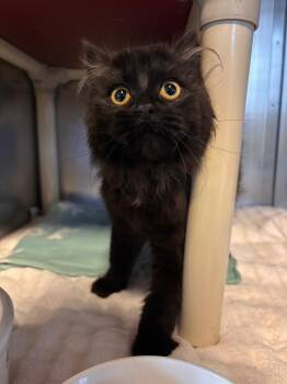 Domestic Long Hair Cats Available for Adoption in Port Jervis, New York - Puffy | PetCurious