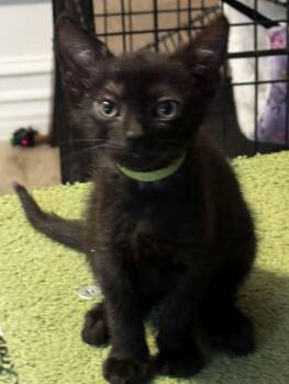 Bandit -  Domestic Short Hair Cat Available for Adoption in Seal Beach, California - Bandit | PetCurious