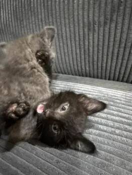 Crow -  Domestic Short Hair Cat for Adoption in Wyoming, Michigan - Crow | PetCurious