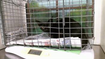 A2098330 -  Domestic Short Hair Cat for Adoption in Houston, Texas - A2098330 | PetCurious
