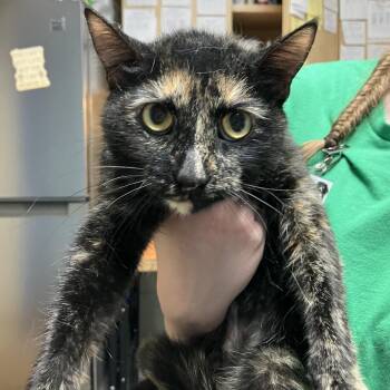 Dusk -  Domestic Short Hair Cat for Adoption in Dekalb, Illinois - Dusk | PetCurious