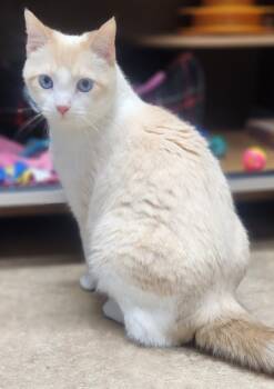 Rescue Siamese Cats for Adoption in Dayton, Minnesota - Mallow | PetCurious