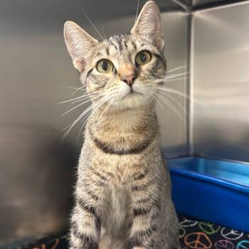 Rescue Domestic Short Hair Cats for Adoption in Fresno, California - Alyssa | PetCurious
