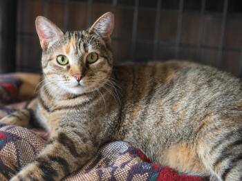 Asuki -  Domestic Short Hair Cat for Adoption in Houston, Texas - Asuki | PetCurious