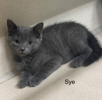 Sye -  Domestic Short Hair Cat for Adoption in Ulster, Pennsylvania - Sye | PetCurious