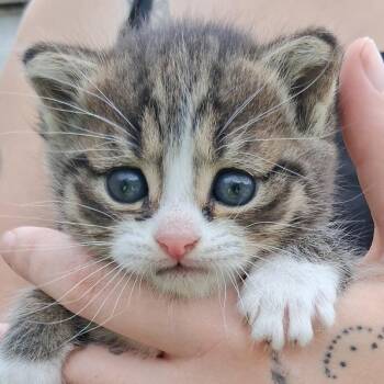 Domestic Short Hair Cats Available for Adoption in Ringtown, Pennsylvania - Rock | PetCurious