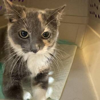 Marigold -  Domestic Short Hair Cat for Adoption in Brentwood, Missouri - Marigold | PetCurious