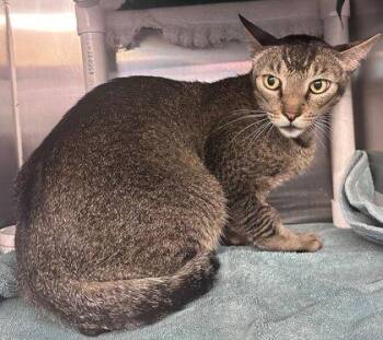 Steven -  Domestic Short Hair Cat for Adoption in Honolulu, Hawaii - Steven | PetCurious