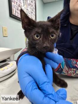 Domestic Short Hair Cats Available for Adoption in West Chester, Pennsylvania - YANKEE | PetCurious