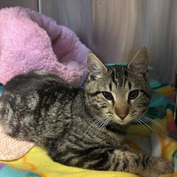 Domestic Short Hair Cats Available for Adoption in Knoxville, Tennessee - Simon | PetCurious