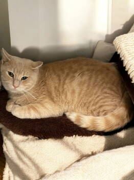 Rescue Domestic Short Hair Cats for Adoption in Champaign, Illinois - Tanner | PetCurious