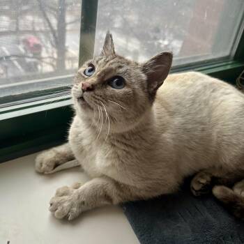 Siamese and Domestic Short Hair Cats Available for Adoption - Maomao | PetCurious