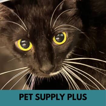 Minnie -  Domestic Short Hair Cat for Adoption in Lakewood, Colorado - Minnie | PetCurious