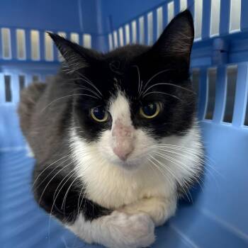 Domestic Short Hair Cats Available for Adoption in Austin, Texas - Zuzu | PetCurious