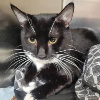 Bayou -  Domestic Short Hair Cat for Adoption in Westminster, California - Bayou | PetCurious