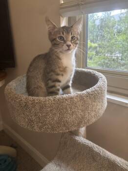 Alex -  Tabby Cat for Adoption in Lawrenceville, Georgia - Alex | PetCurious