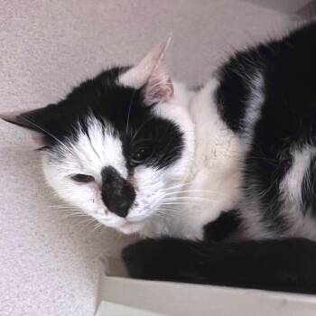 Panda -  Domestic Short Hair Cat for Adoption in Providence, Rhode Island - Panda | PetCurious