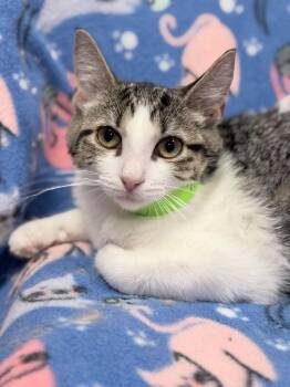 Tamsin -  Domestic Short Hair Cat for Adoption in Honeoye, New York - Tamsin | PetCurious