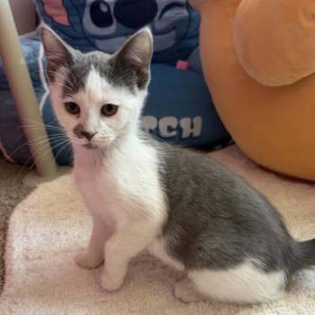 Quinn -  Domestic Short Hair Cat for Adoption in Janesville, Wisconsin - Quinn | PetCurious