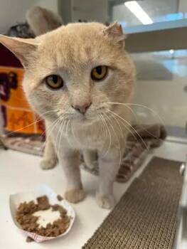 Buster (ID 51035) -  Domestic Short Hair Cat for Adoption in Manassas, Virginia - Buster (ID 51035) | PetCurious
