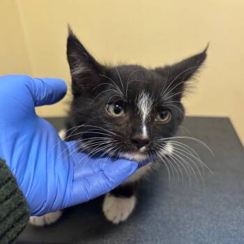 Raphinha -  Domestic Short Hair Cat for Adoption in Los Angeles, California - Raphinha | PetCurious