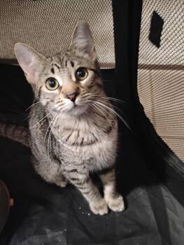 Millie ( Kat) -  Tabby Cat for Adoption in Napa, California - Millie ( Kat) | PetCurious