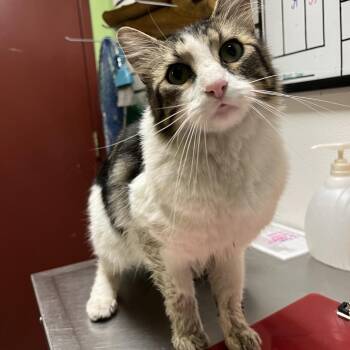 Fish -  Domestic Medium Hair Cat for Adoption in Glenwood Springs, Colorado - Fish | PetCurious