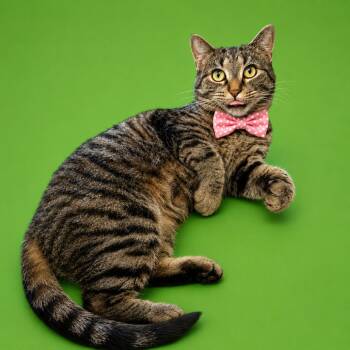 Pavilion -  Domestic Short Hair Cat for Adoption in Binghamton, New York - Pavilion | PetCurious