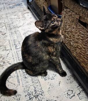 Domestic Short Hair Cats Available for Adoption - Goose | PetCurious