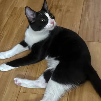 Binx -  Domestic Short Hair Cat for Adoption in Las Vegas, Nevada - Binx | PetCurious