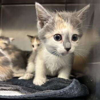 Spirit -  Domestic Short Hair Cat for Adoption in Nashville, Tennessee - Spirit | PetCurious