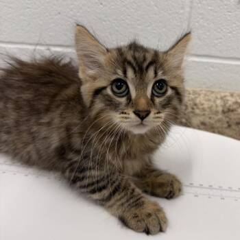 Princess -  Domestic Long Hair Cat for Adoption in Marshall, Virginia - Princess | PetCurious