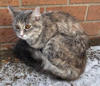 Domestic Medium Hair Cats Available for Adoption - Arabella | PetCurious