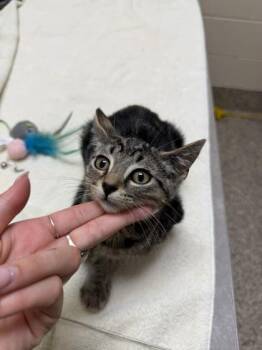 Ferris -  Domestic Short Hair Cat for Adoption in Westland, Michigan - Ferris | PetCurious