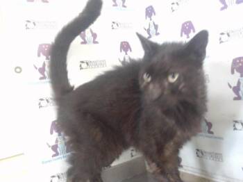 SHADOW -  Domestic Medium Hair Cat for Adoption in Orlando, Florida - SHADOW | PetCurious