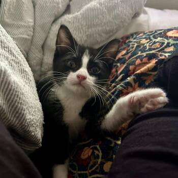Val -  Domestic Short Hair Cat for Adoption in San Antonio, Texas - Val | PetCurious