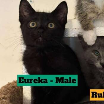 Rescue Domestic Short Hair Cats for Adoption in Fort Worth, Texas - Eureka | PetCurious