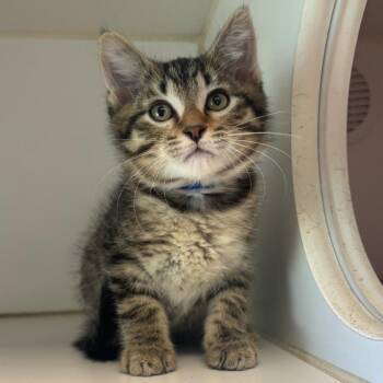 Banana -  Domestic Short Hair Cat for Adoption in Naperville, Illinois - Banana | PetCurious
