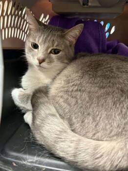 Lea -  Domestic Short Hair Cat for Adoption in Bowling Green, Kentucky - Lea | PetCurious