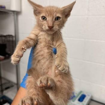 Chen -  Domestic Short Hair Cat for Adoption in Edinburg, Texas - Chen | PetCurious