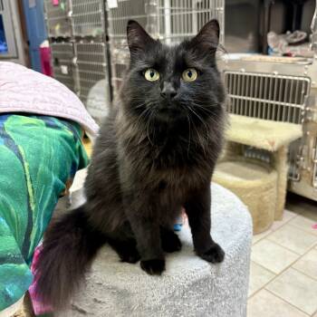 Raven -  Domestic Long Hair Cat for Adoption in Beacon, New York - Raven | PetCurious