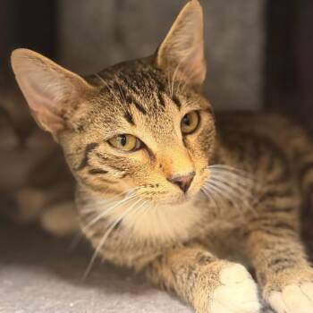 Sand -  Domestic Short Hair Cat for Adoption in Gainesville, Florida - Sand | PetCurious